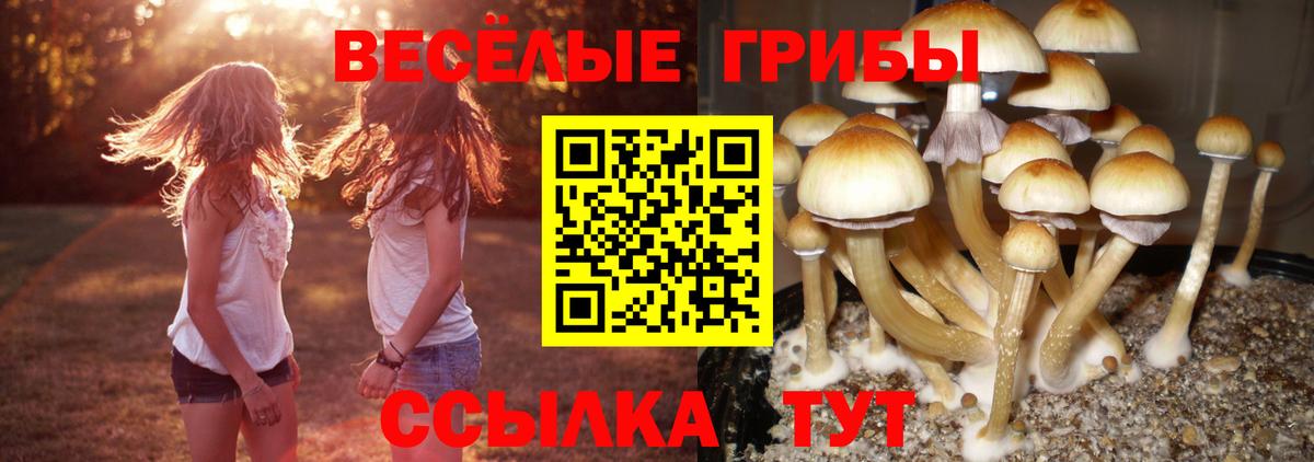 Псилоцибиновые грибы Cubensis Владикавказ